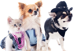 Louis Vuitton Dog Clothes Designer, Pet products Fashion Brown Designer Pet  Dog Clothes Jacket Cotton